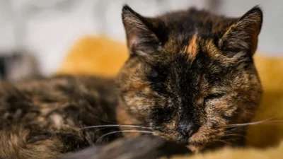 Найстаріша кішка у світі нещодавно відсвяткувала своє 30-річчя - ось як вона виглядає