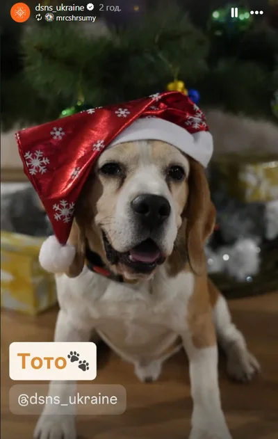 Службовий пес ДСНС - фото 810831