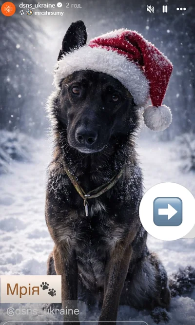 Службовий пес ДСНС - фото 810832