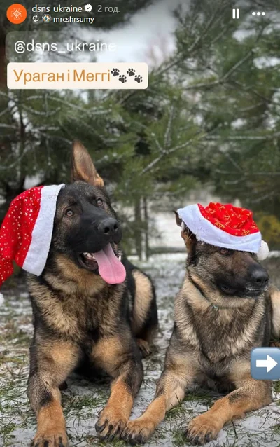 Службовий пес ДСНС - фото 810833