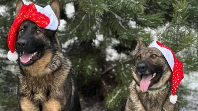 Службові песики ДСНС підняли настрій українцям: креативне привітання від рятувальників