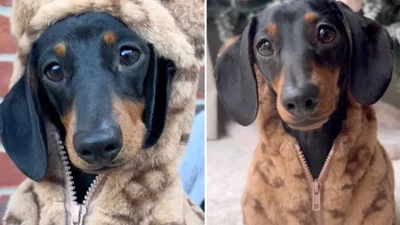 Крошечная такса в стильном комбинезоне стала звездой TikTok - это просто счастье на четырех лапках