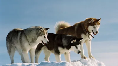 Вихідні з пледом і хаскі: 3 найкращі зимові фільми про собак для сімейного перегляду