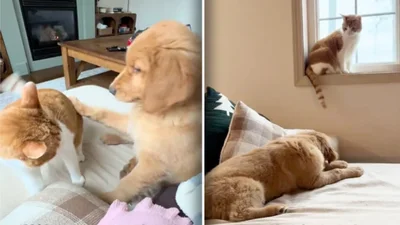 Котячі ляпаси й собача наївність: мережу підкорило кумедне відео з бійкою домашніх тварин