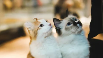 Тут зайнято: кіт розсмішив мережу, коли прийшов та скинув іншого кота з крісла