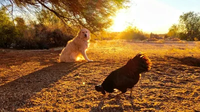 Собака та півень ганяються одне за одним у найсмішнішому відео, яке ти сьогодні побачиш