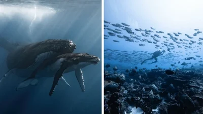 12 неймовірних підводних фото, які міняють погляд на життя в океані