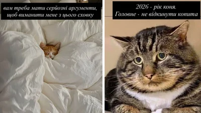Смешные мемы с котиками, которые слишком точно описывают нашу жизнь