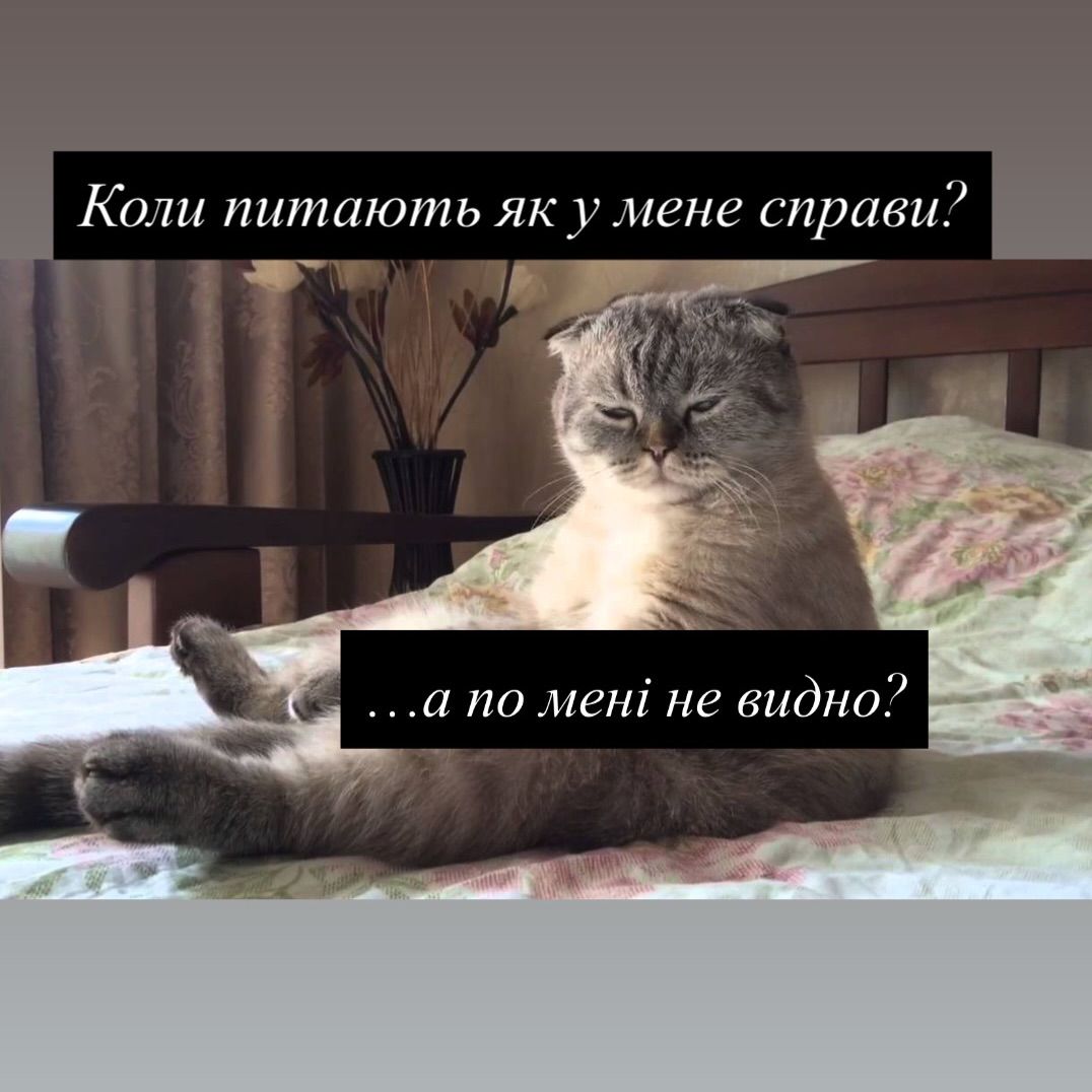 Смешные мемы с котиками, которые слишком точно описывают нашу жизнь - 813336 Смешные мемы с котиками, которые слишком точно описывают нашу жизнь - фото 813336