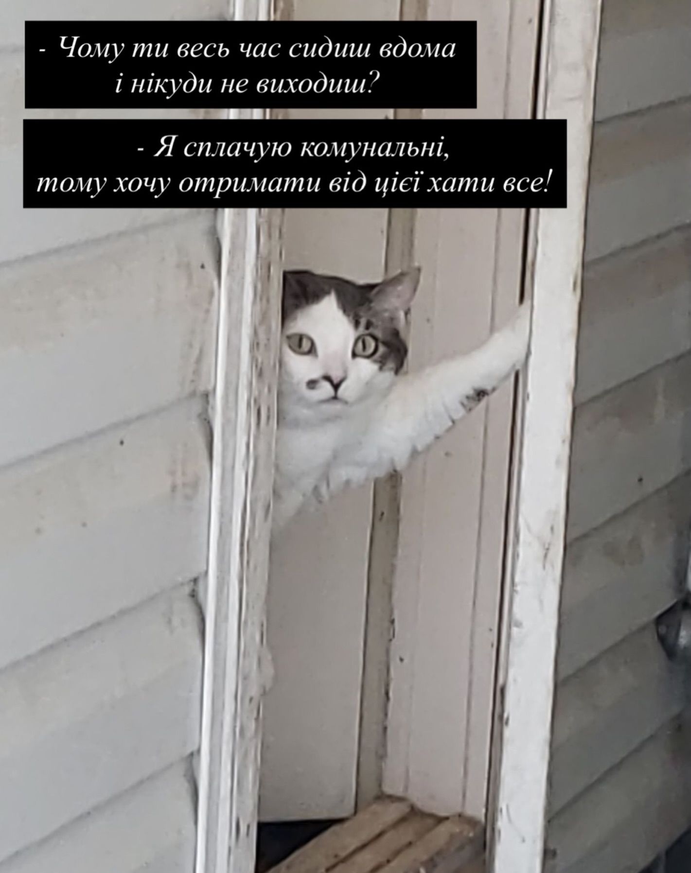 Смешные мемы с котиками, которые слишком точно описывают нашу жизнь - 813337 Смешные мемы с котиками, которые слишком точно описывают нашу жизнь - фото 813337