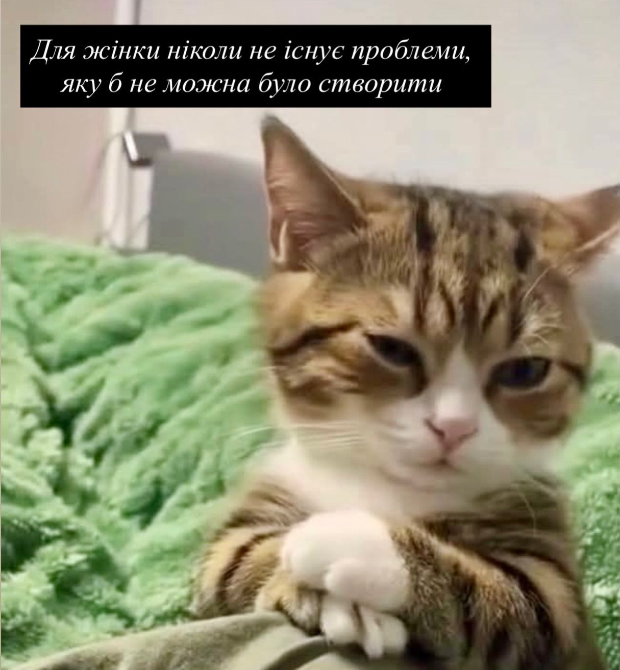 Смешные мемы с котиками, которые слишком точно описывают нашу жизнь - 813338 Смешные мемы с котиками, которые слишком точно описывают нашу жизнь - фото 813338