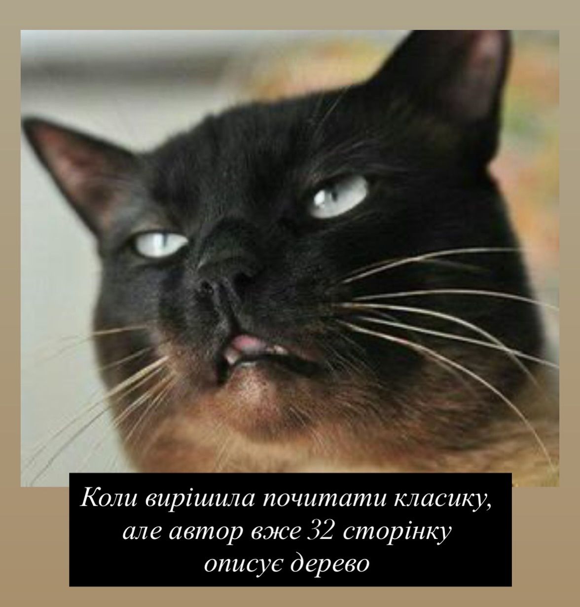 Смешные мемы с котиками, которые слишком точно описывают нашу жизнь - 813339 Смешные мемы с котиками, которые слишком точно описывают нашу жизнь - фото 813339