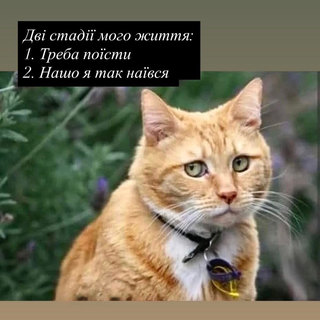 Смешные мемы с котиками, которые слишком точно описывают нашу жизнь - 813340 Смешные мемы с котиками, которые слишком точно описывают нашу жизнь - фото 813340