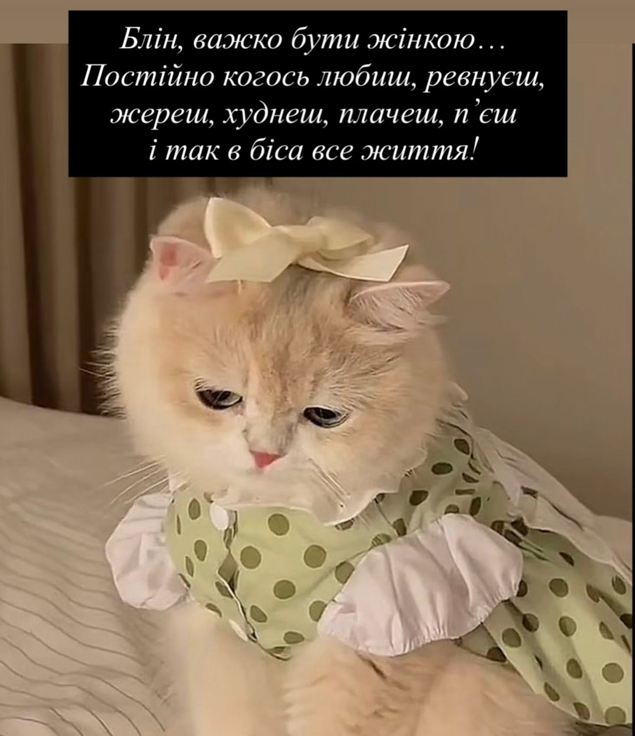 Смешные мемы с котиками, которые слишком точно описывают нашу жизнь - 813341 Смешные мемы с котиками, которые слишком точно описывают нашу жизнь - фото 813341