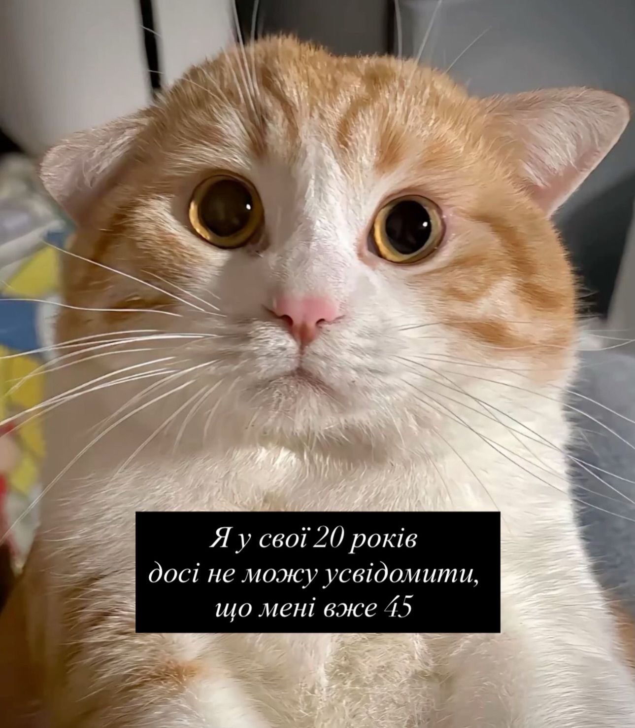 Смешные мемы с котиками, которые слишком точно описывают нашу жизнь - 813345 Смешные мемы с котиками, которые слишком точно описывают нашу жизнь - фото 813345