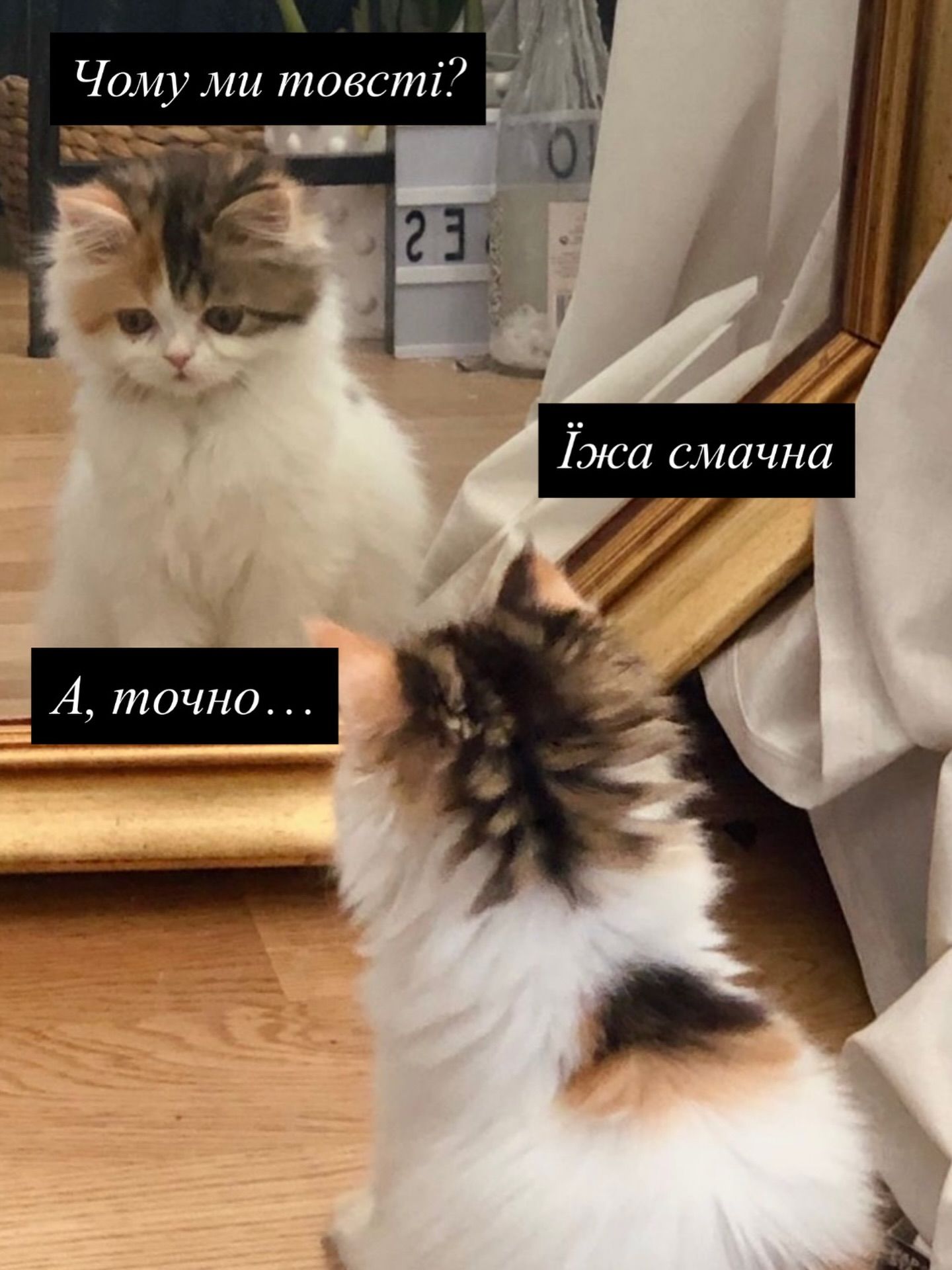 Смешные мемы с котиками, которые слишком точно описывают нашу жизнь - 813346 Смешные мемы с котиками, которые слишком точно описывают нашу жизнь - фото 813346