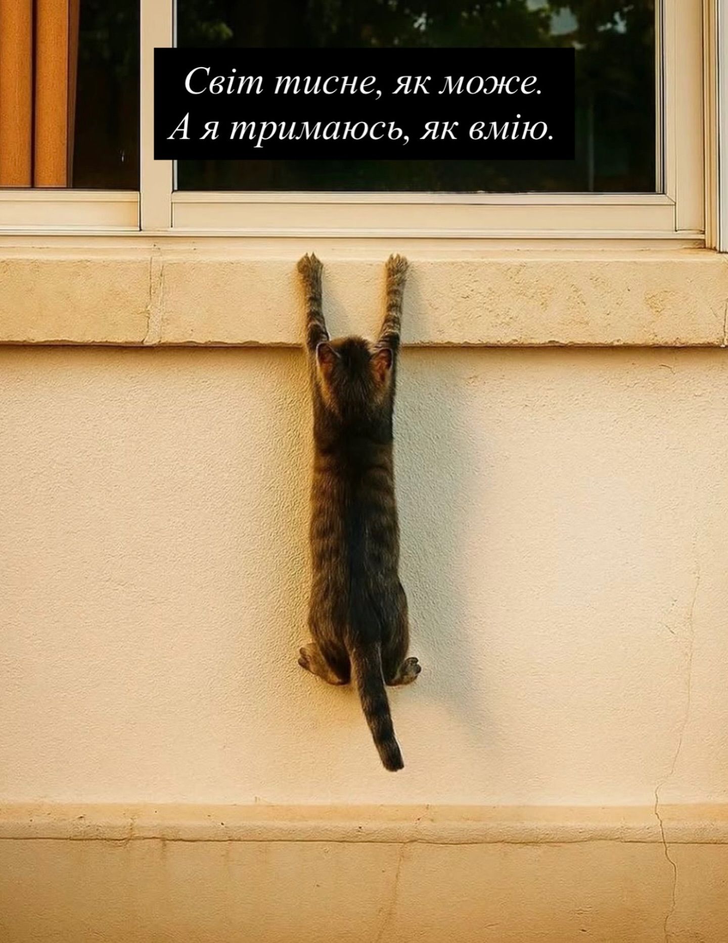 Смешные мемы с котиками, которые слишком точно описывают нашу жизнь - 813347 Смешные мемы с котиками, которые слишком точно описывают нашу жизнь - фото 813347