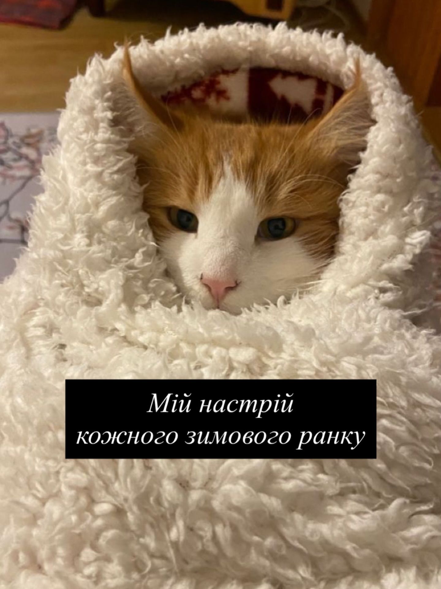 Смешные мемы с котиками, которые слишком точно описывают нашу жизнь - 813348 Смешные мемы с котиками, которые слишком точно описывают нашу жизнь - фото 813348