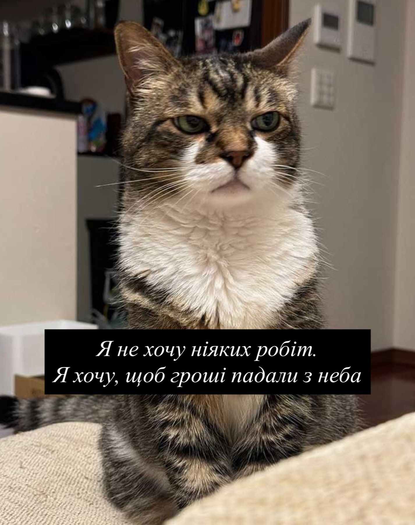 Смешные мемы с котиками, которые слишком точно описывают нашу жизнь - 813349 Смешные мемы с котиками, которые слишком точно описывают нашу жизнь - фото 813349