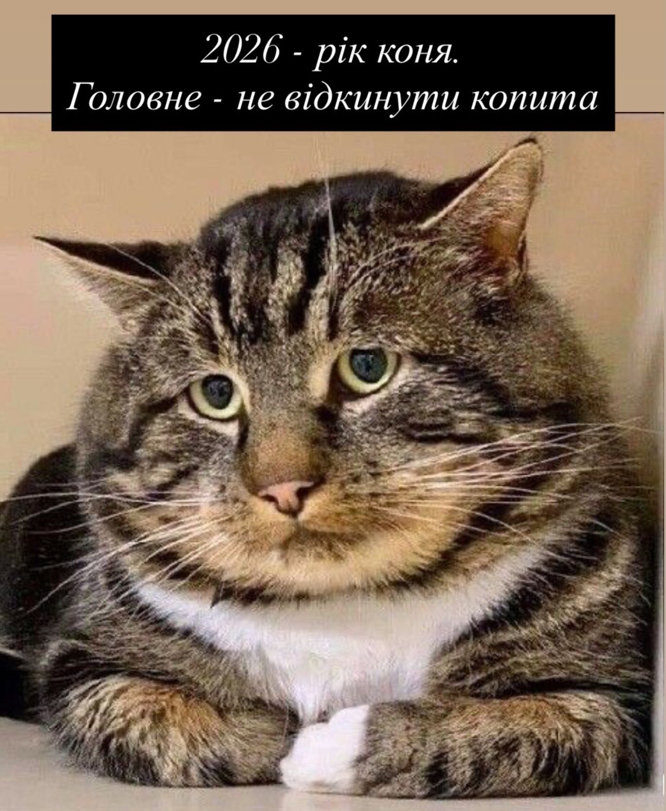 Смешные мемы с котиками, которые слишком точно описывают нашу жизнь - 813350 Смешные мемы с котиками, которые слишком точно описывают нашу жизнь - фото 813350