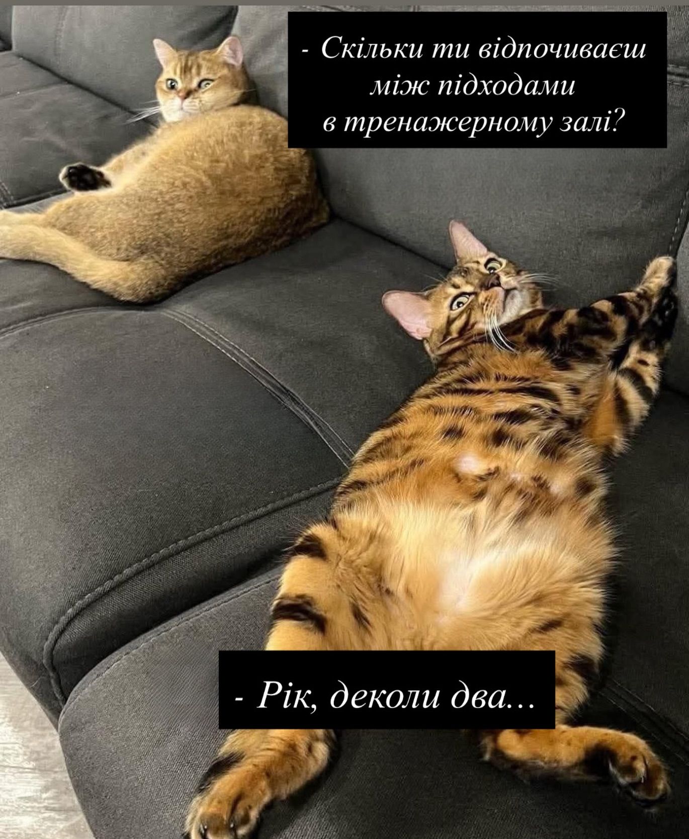 Смешные мемы с котиками, которые слишком точно описывают нашу жизнь - 813351 Смешные мемы с котиками, которые слишком точно описывают нашу жизнь - фото 813351