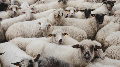 Когда начались скидки: в Германии стадо овец ворвалось в супермаркет