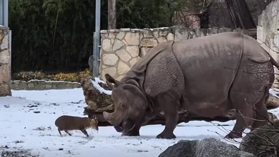 Дуель між крихітним оленем і носорогом у польському зоопарку стала вірусною