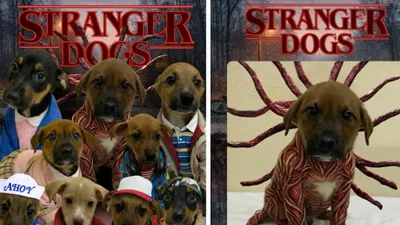 Stranger Dogs: притулок для тварин використав популярний серіал, аби привернути увагу до адопції собак