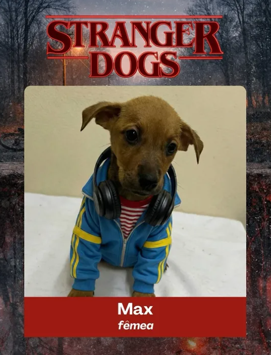 Stranger Dogs: приют для животных использовал популярный сериал, чтобы привлечь внимание к адопции собак - 814836 Stranger Dogs: приют для животных использовал популярный сериал, чтобы привлечь внимание к адопции собак - фото 814836