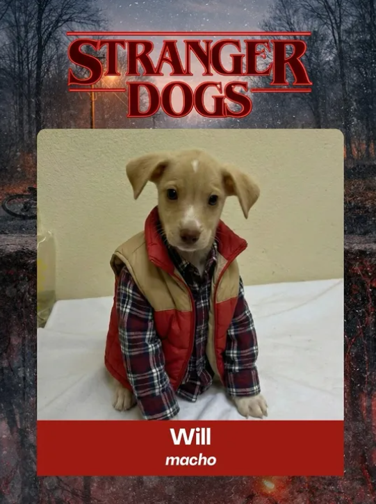 Stranger Dogs: приют для животных использовал популярный сериал, чтобы привлечь внимание к адопции собак - 814839 Stranger Dogs: приют для животных использовал популярный сериал, чтобы привлечь внимание к адопции собак - фото 814839