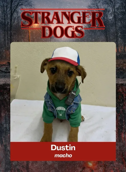 Stranger Dogs: приют для животных использовал популярный сериал, чтобы привлечь внимание к адопции собак - 814841 Stranger Dogs: приют для животных использовал популярный сериал, чтобы привлечь внимание к адопции собак - фото 814841