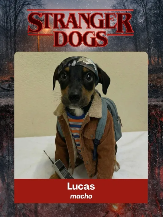 Stranger Dogs: приют для животных использовал популярный сериал, чтобы привлечь внимание к адопции собак - 814842 Stranger Dogs: приют для животных использовал популярный сериал, чтобы привлечь внимание к адопции собак - фото 814842