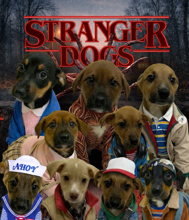 Stranger Dogs: приют для животных использовал популярный сериал, чтобы привлечь внимание к адопции собак - 814844 Stranger Dogs: приют для животных использовал популярный сериал, чтобы привлечь внимание к адопции собак - фото 814844
