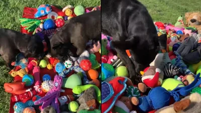 Песикам дозволили обирати іграшки - нічого милішого цей світ ще не бачив