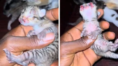 Редкая аномалия: в TikTok завирусилось видео котенка, который родился с двумя головами