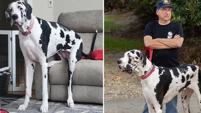 Самая высокая собака в мире среди девочек имеет рост почти метр - вот так выглядит это чудо природы