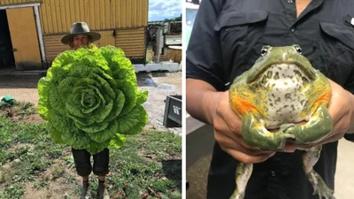 Абсолютные махины: когда природа явно переборщила с размерами