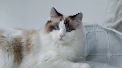 Ці 5 речей страшенно бісять твого котика, - ветеринар