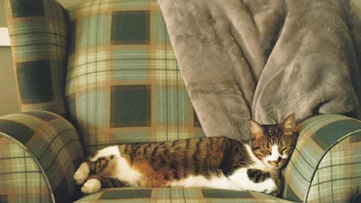 Найсолодший сюрприз: відео з котом у ліжку стало вірусним у TikTok