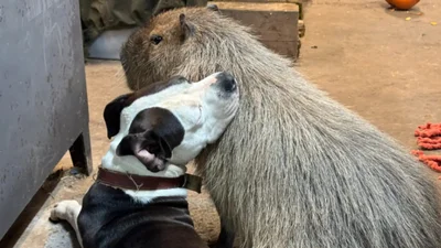 Работники приюта сдались беспечной капибаре, которая убегала из своего вольера, потому что просто хотела к собакам