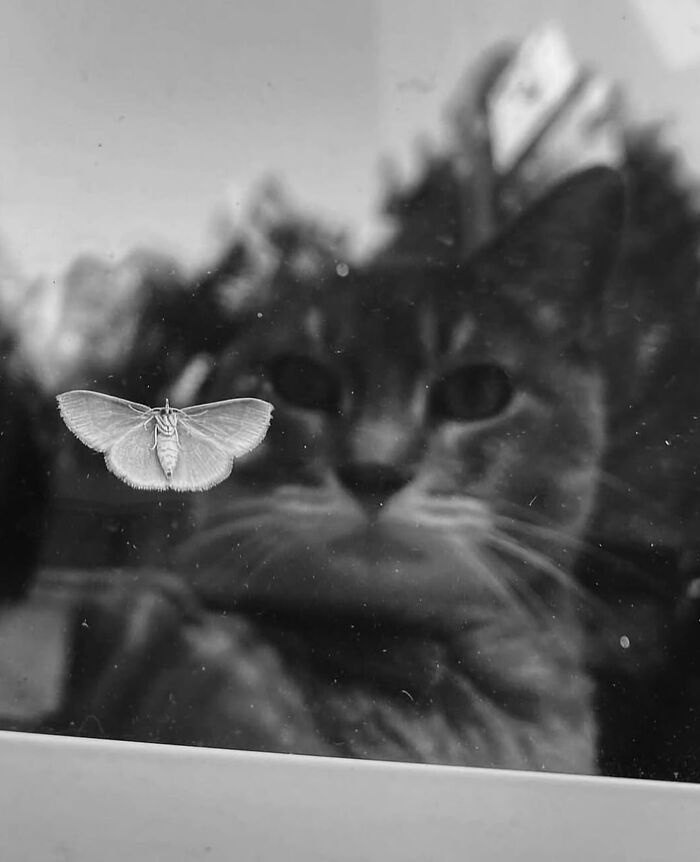 Когда секунда решает все: лучшие уличные фотографии, которые невозможно сделать намеренно - 819188 Когда секунда решает все: лучшие уличные фотографии, которые невозможно сделать намеренно - фото 819188