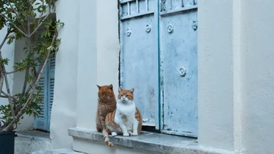 Грецький острів щороку запрошує пожити безкоштовно в обмін на догляд за котиками - це твій шанс