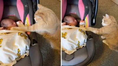 Так выглядит первая встреча котика с младенцем: видео, от которого щемит в сердце
