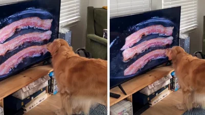 Господарі вмикають своїм песикам бекон по телевізору - далі починається найсмішніше