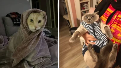 Українці діляться, як утеплюють улюбленців від холоду - і це дуже зворушує