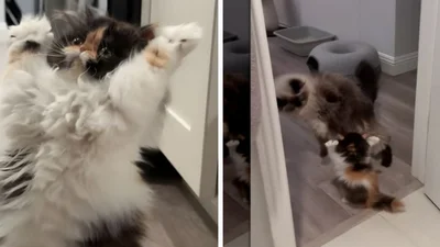 Крихітна пухнаста киця нападає на брата-кота - відео, яке зібрало мільйони переглядів