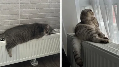Коты празднуют тепло: соцсети заполонили фото пушистиков возле батарей