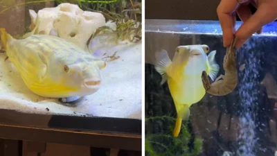 Рыба Тарас из Запорожья стал звездой сети - популярнее, чем ты