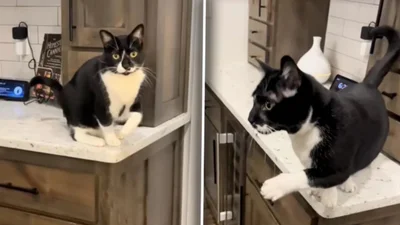 Кот притворялся раненым, чтобы получить сладости - сеть взорвалась смехом от малого мошенника