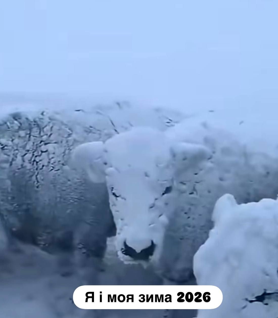 Меми, приколи та зима 2026, відключення світла й опалення - фото 822640